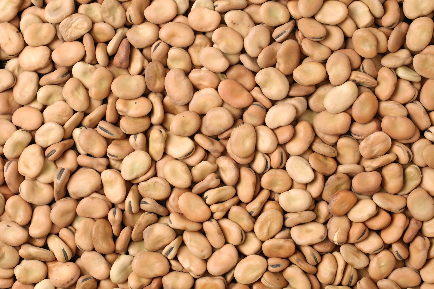 Broad beans thumbnail 2