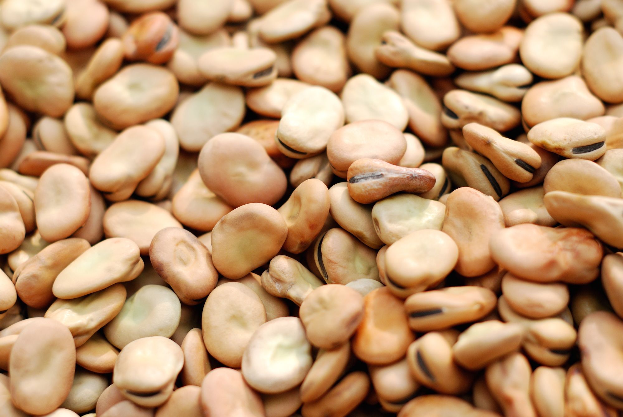 Broad beans thumbnail 3