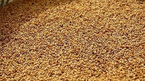 Golden Sesame seeds thumbnail 2